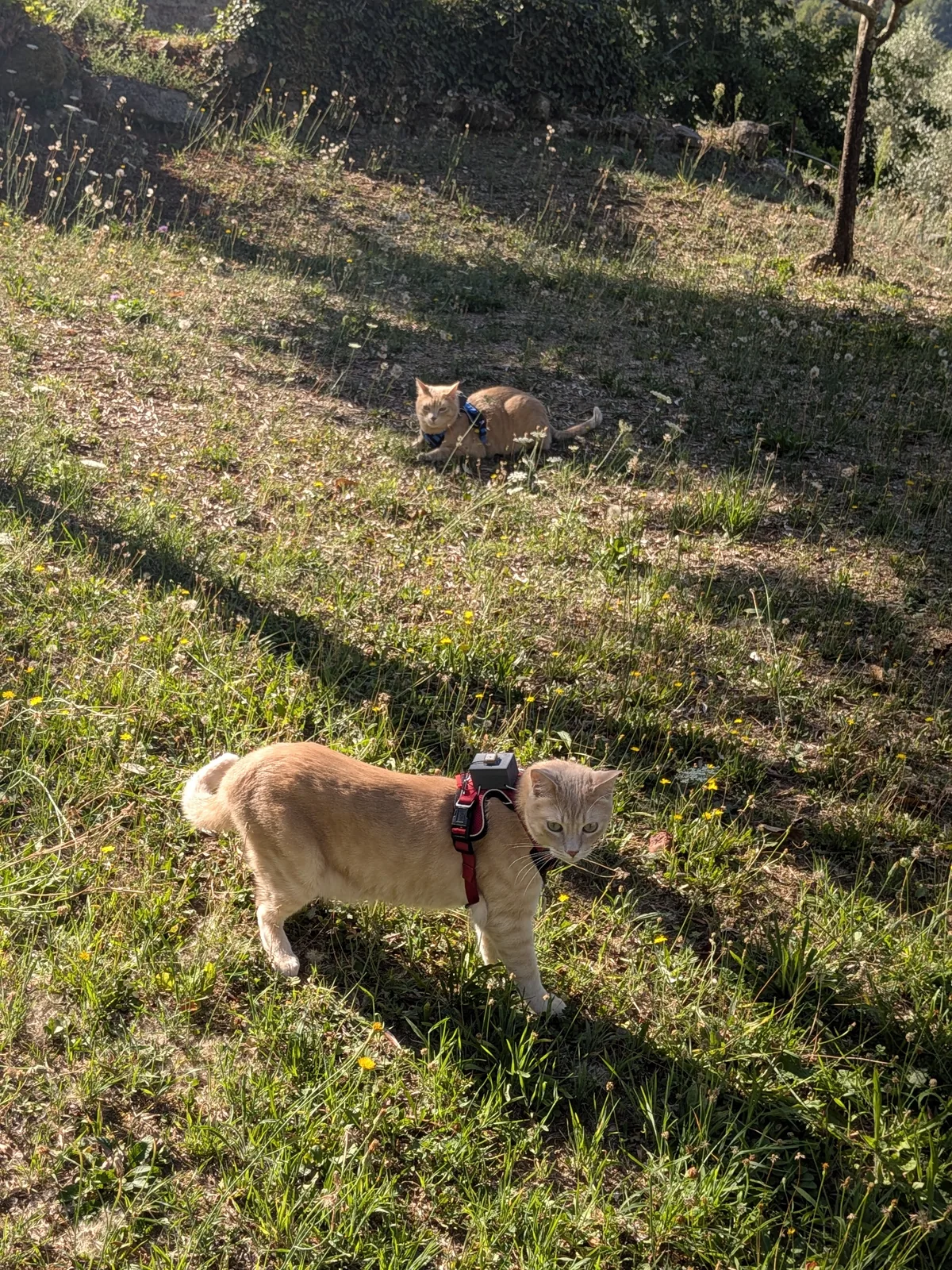 Two cats wearing CatTracker units outdoors