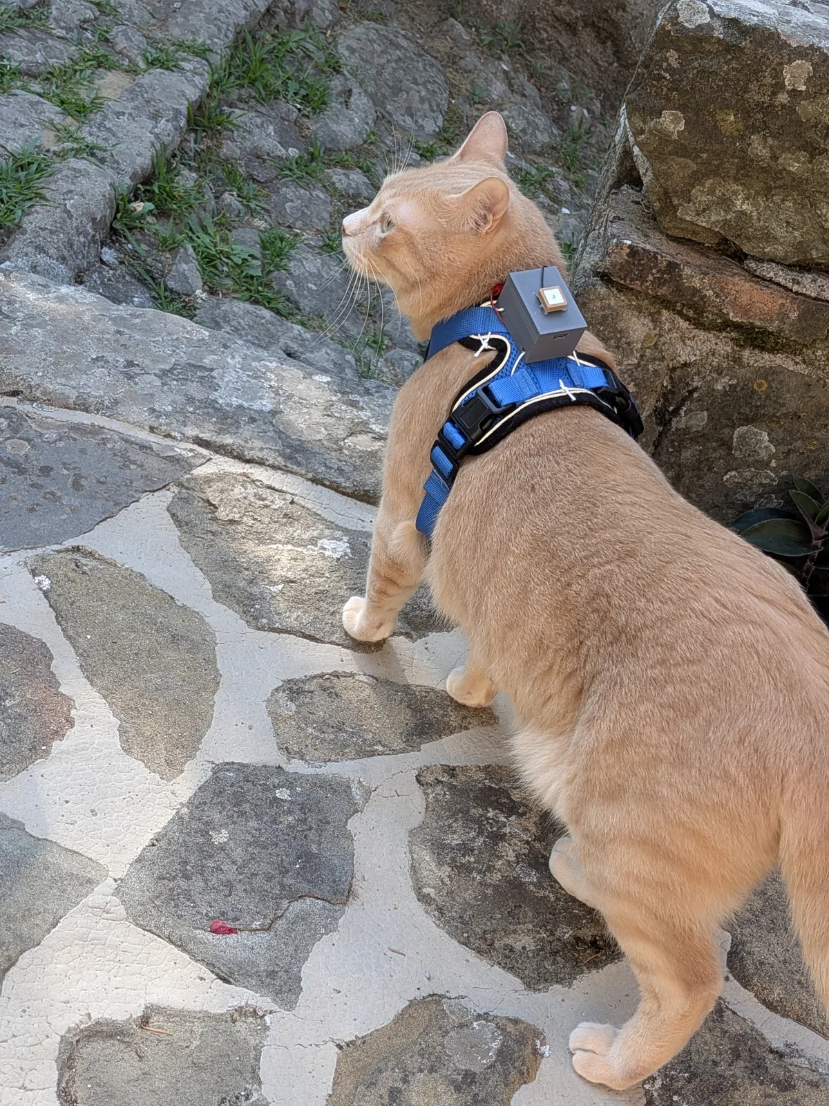 Cat wearing a CatTracker unit on a blue harness