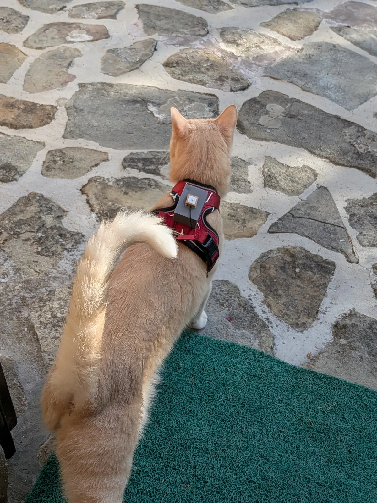 Cat wearing a CatTracker unit on a red harness